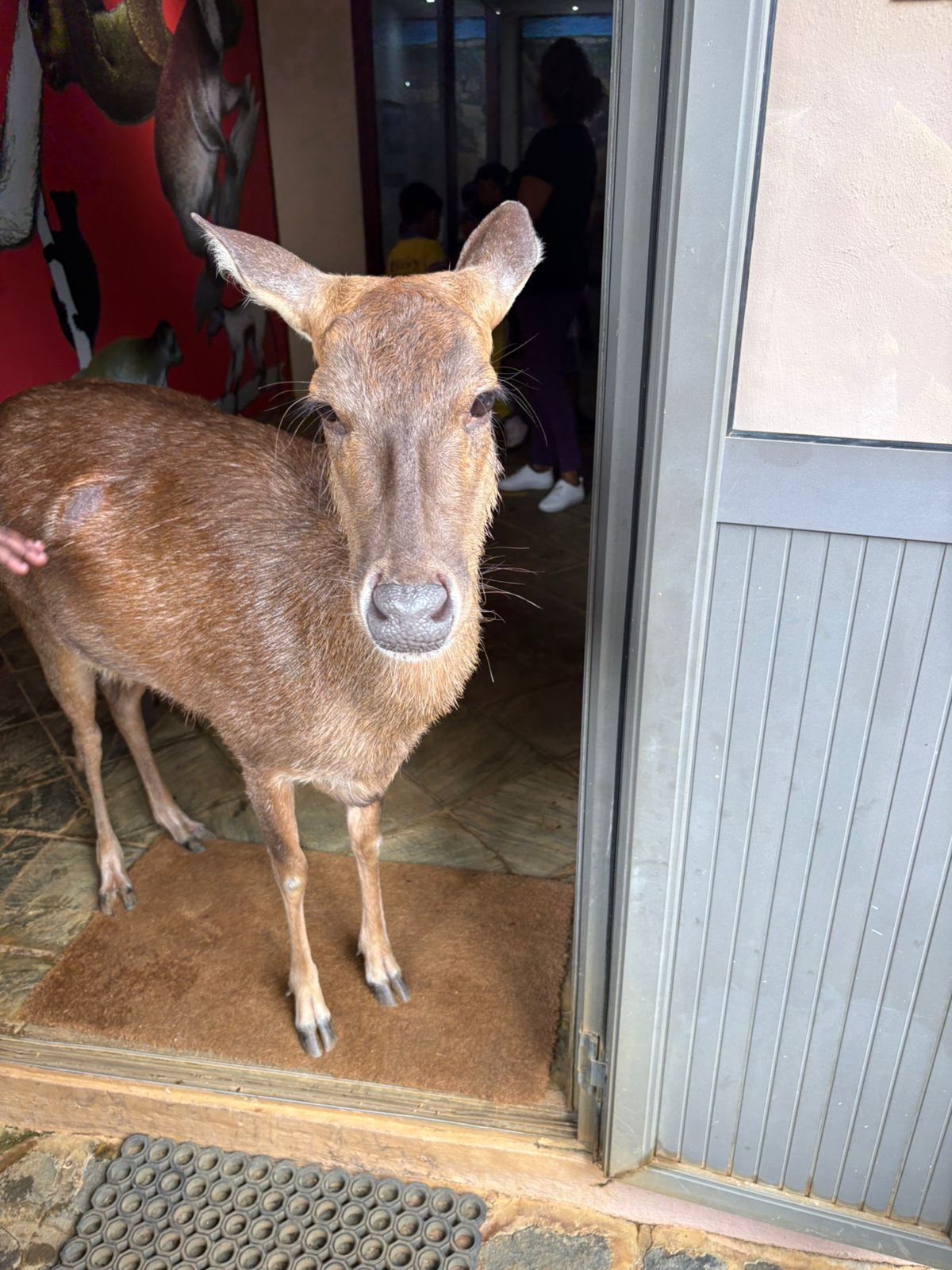Super Nanny Pre-Primary School – Outing @ Crocodile Park