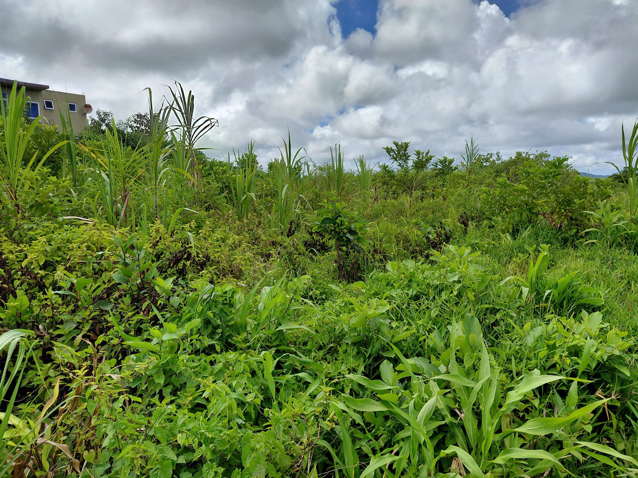 LAND FOR SALE – Providence, Quartier Militaire