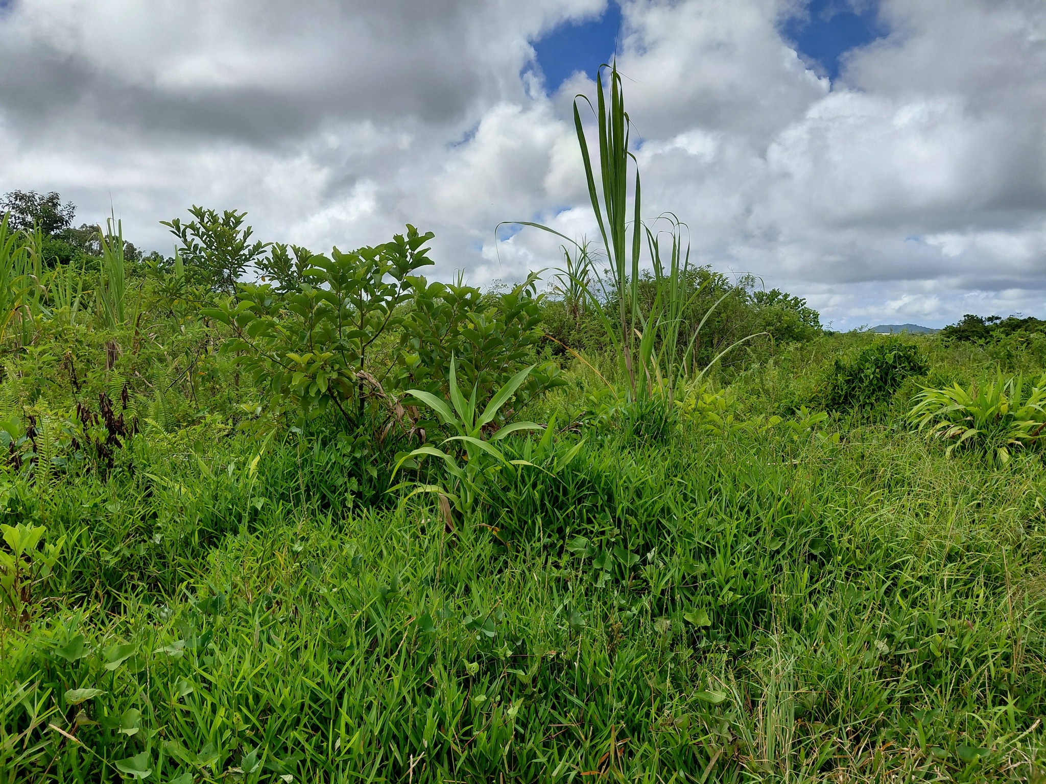 LAND FOR SALE – Providence, Quartier Militaire