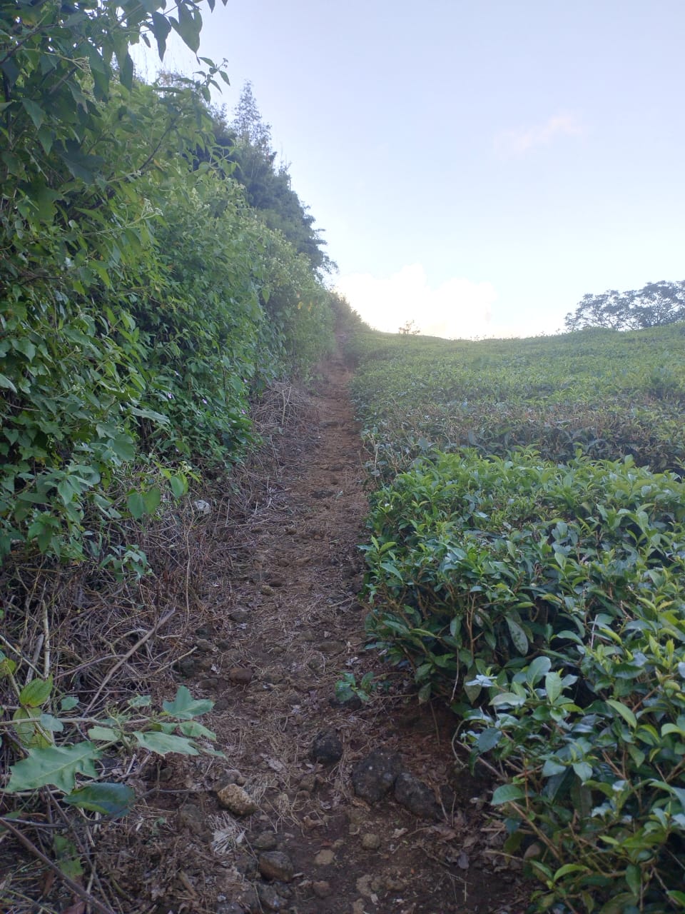 Agriculture land for sale
