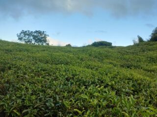 IMG-20260420-WA0007-1