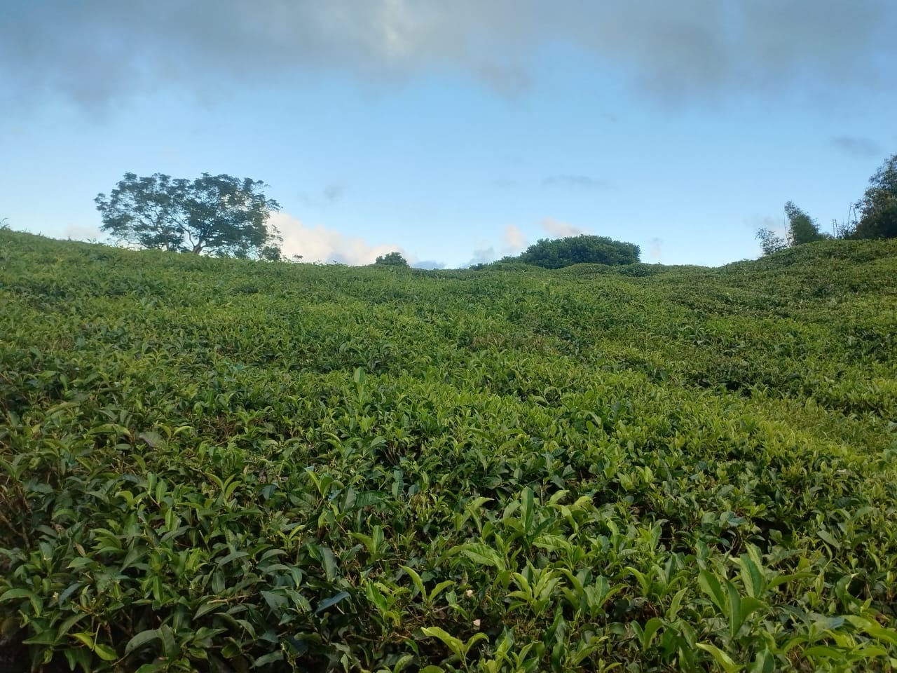 Agriculture land for sale