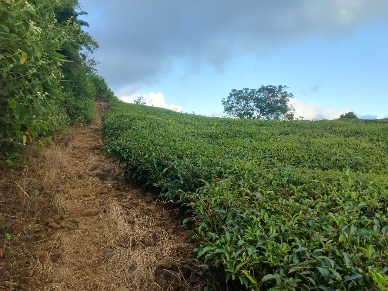 Agriculture land for sale