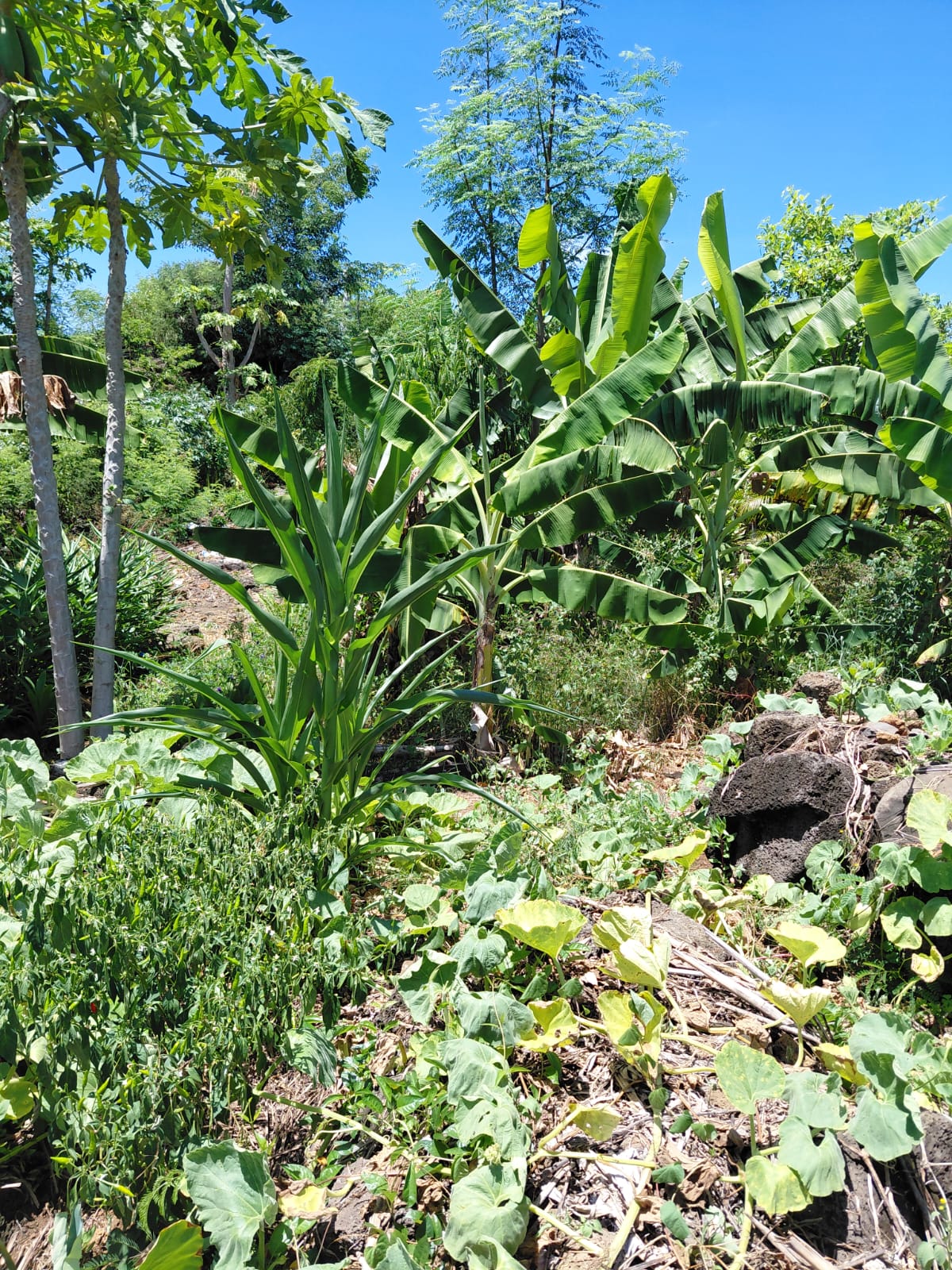 FOR SALE – Family Home