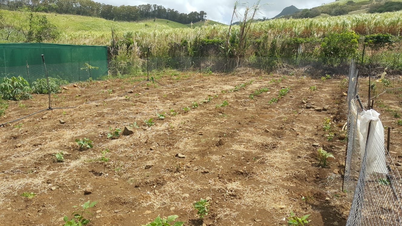 Agricultural Land for Sale – Petit Sable