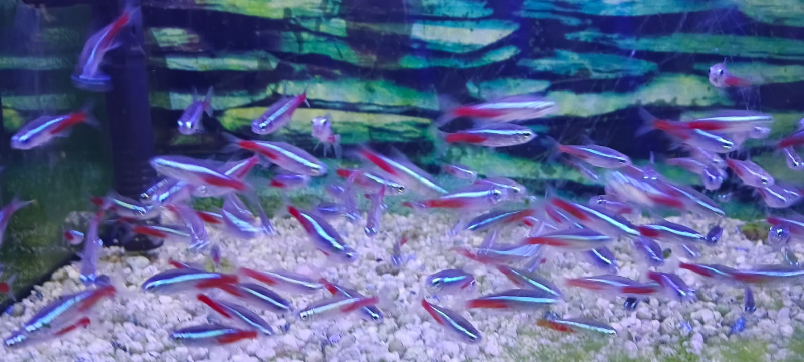 Tropical Fish and Aquatics Mauritius