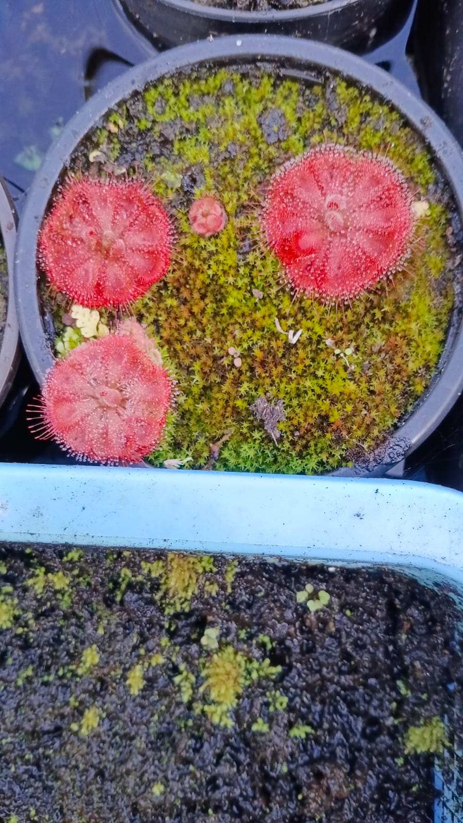 Succulents and Carnivorous Plants Mauritius
