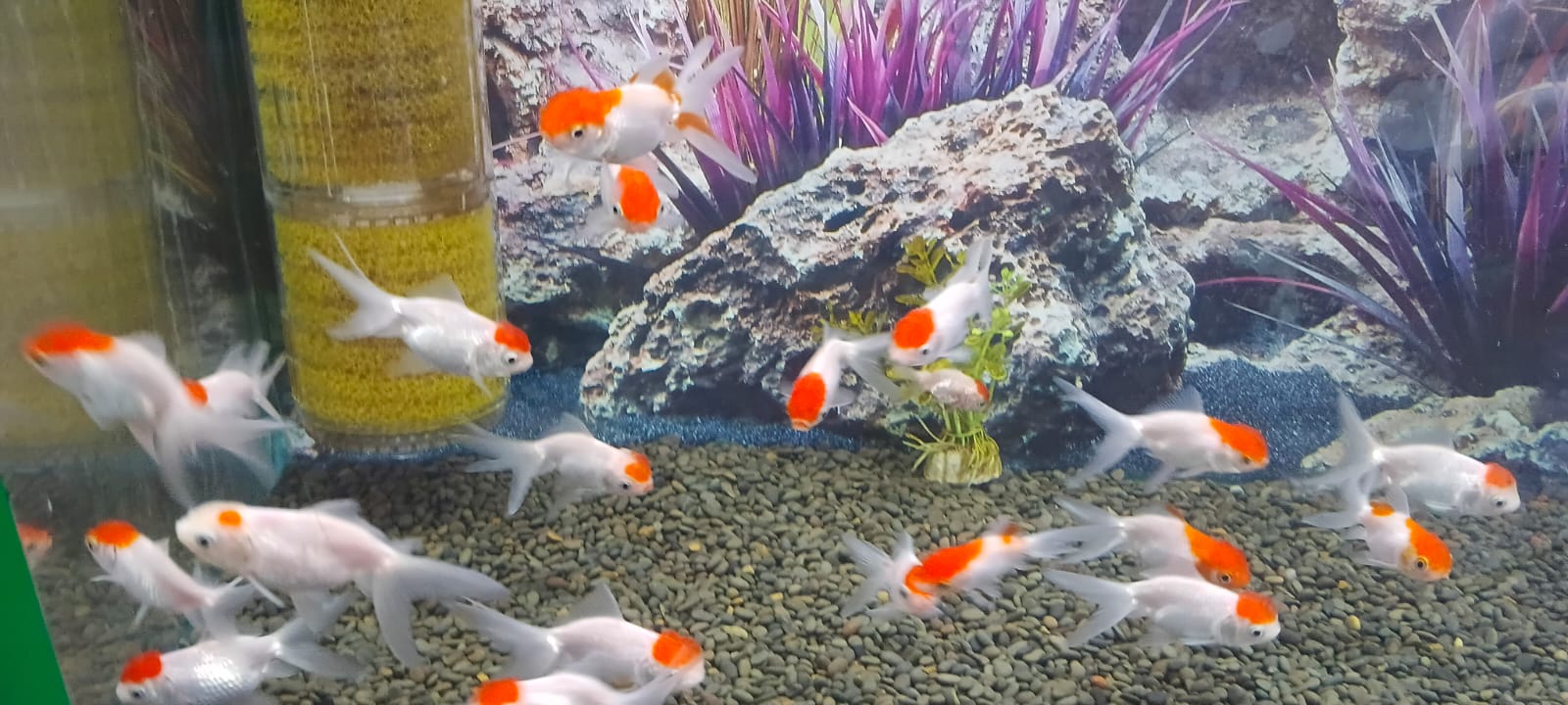 Tropical Fish and Aquatics Mauritius