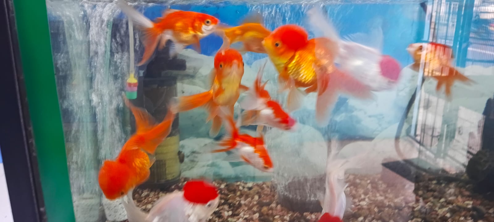 Tropical Fish and Aquatics Mauritius