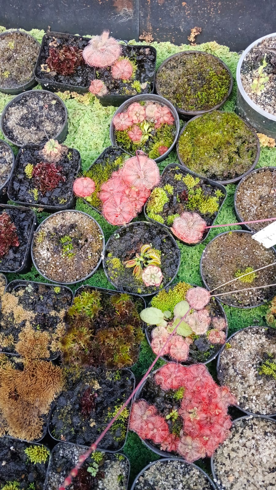 Succulents and Carnivorous Plants Mauritius