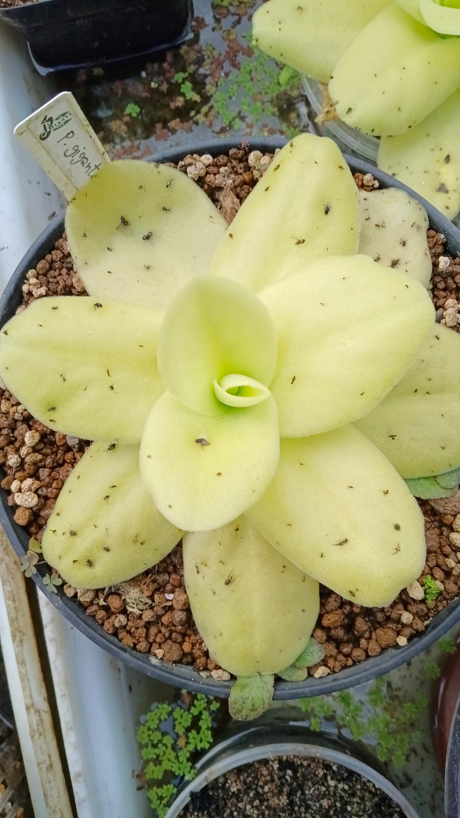 Succulents and Carnivorous Plants Mauritius