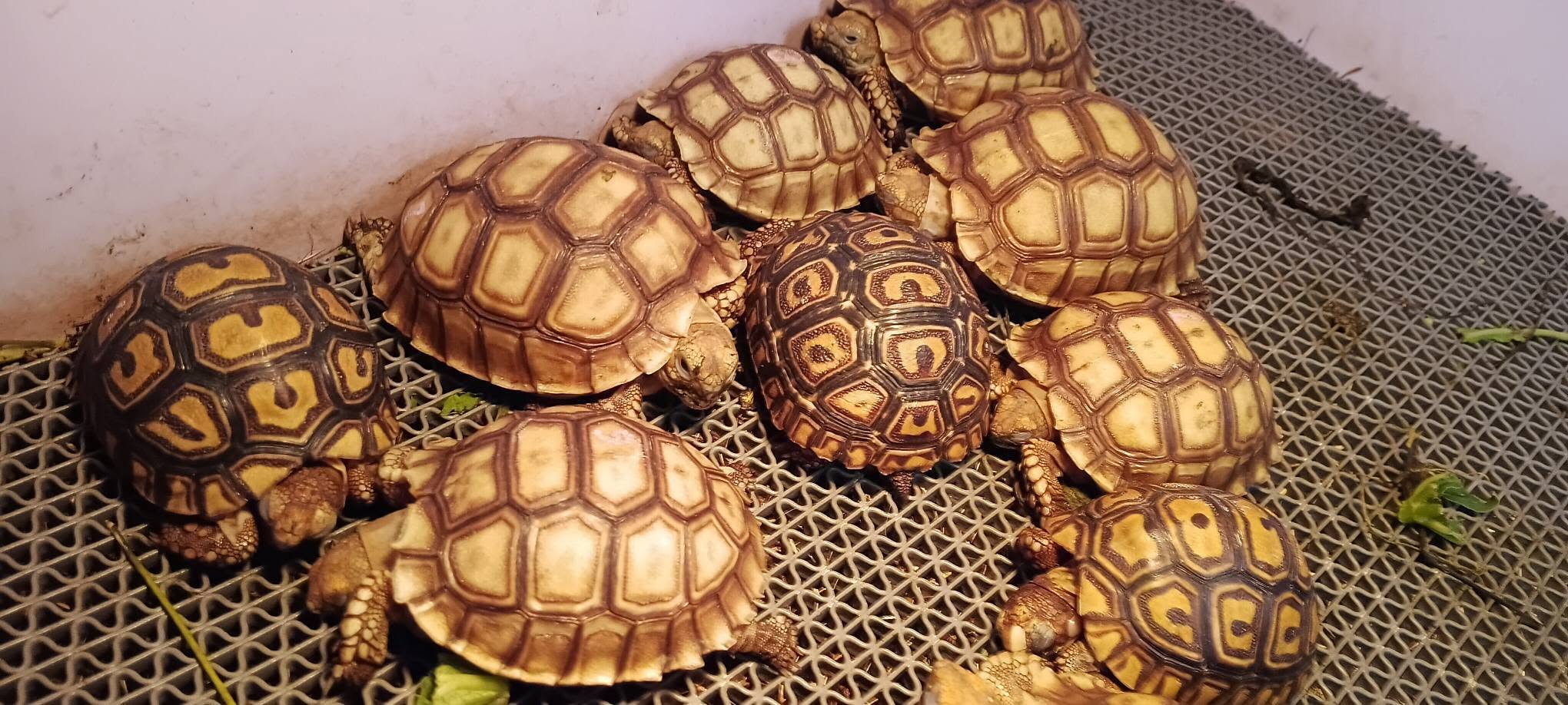 EVAD WILDCATS PETS AND PLANTS – MAURITIUS