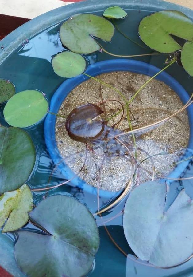 EVAD WILDCATS PETS AND PLANTS – MAURITIUS