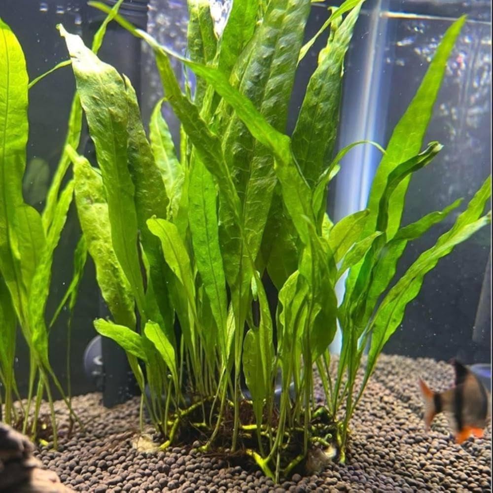 EVAD WILDCATS PETS AND PLANTS – MAURITIUS