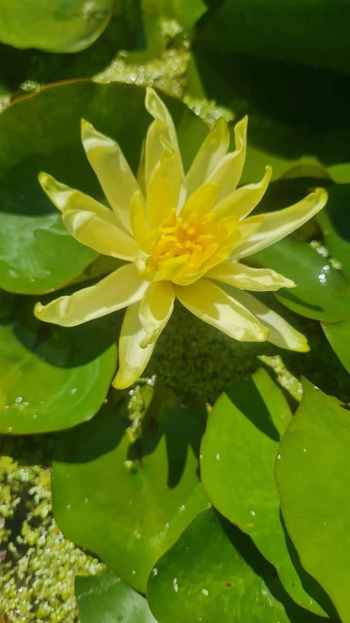 EVAD WILDCATS PETS AND PLANTS – MAURITIUS