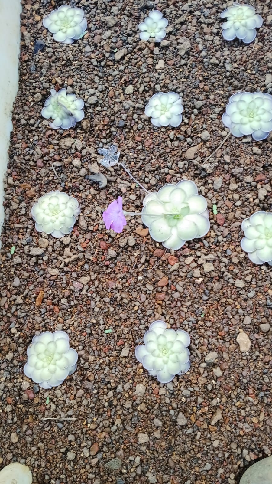 Succulents and Carnivorous Plants Mauritius