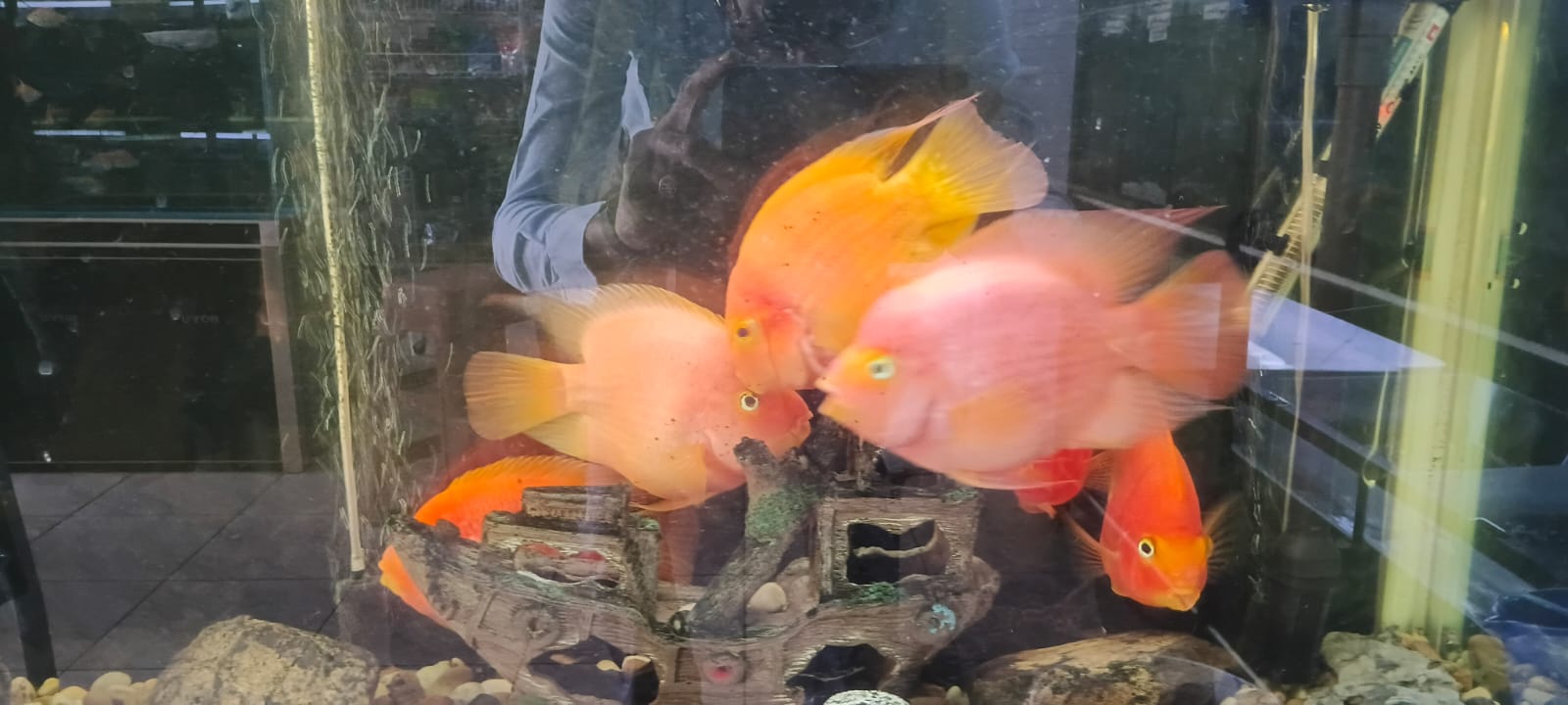 Tropical Fish and Aquatics Mauritius