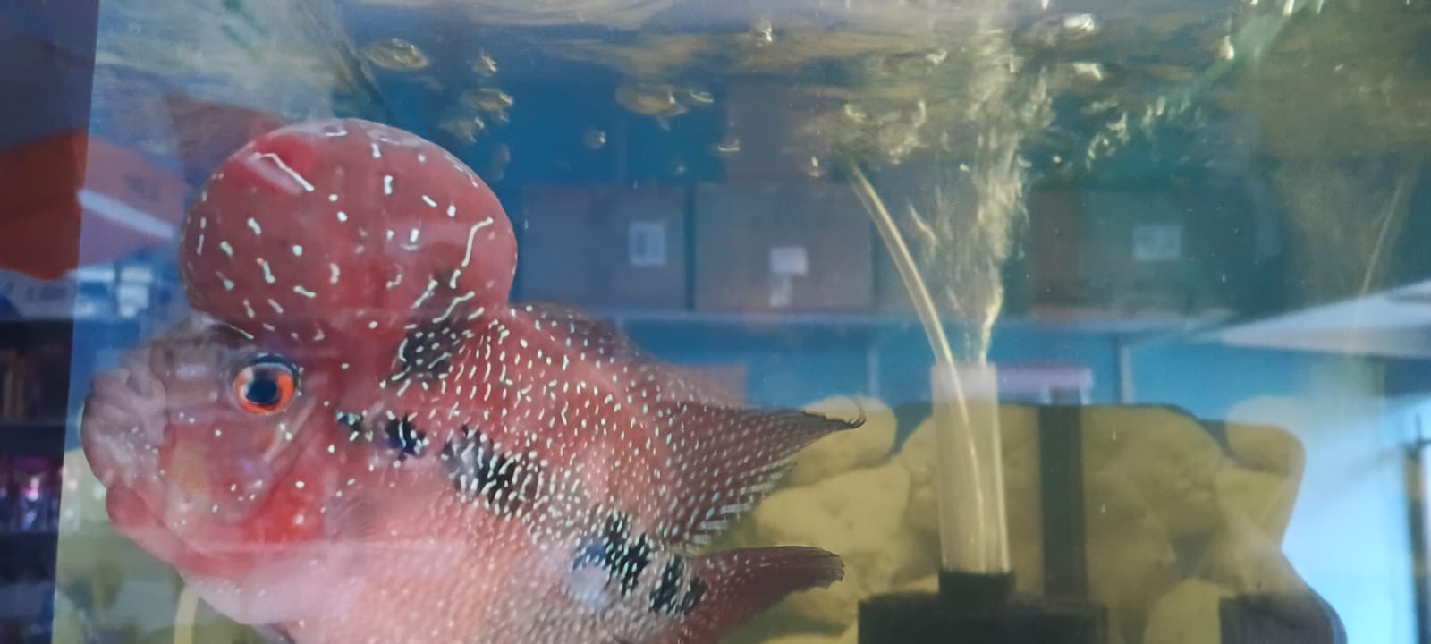 Tropical Fish and Aquatics Mauritius