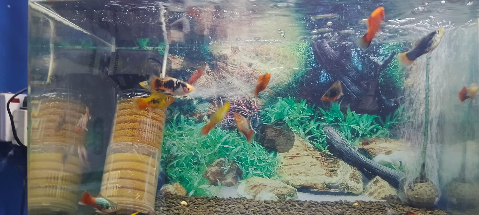 Tropical Fish and Aquatics Mauritius