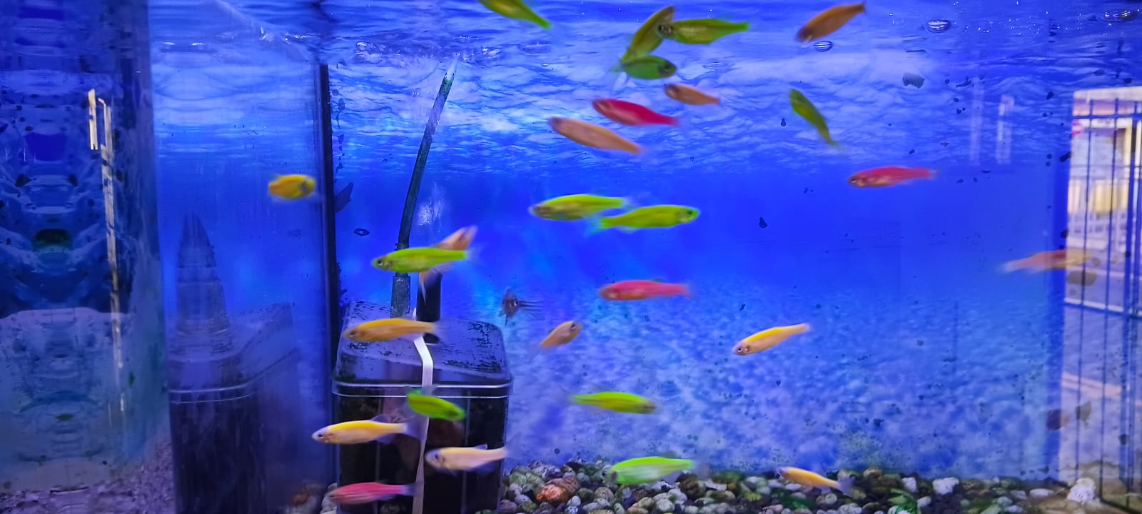 Tropical Fish and Aquatics Mauritius
