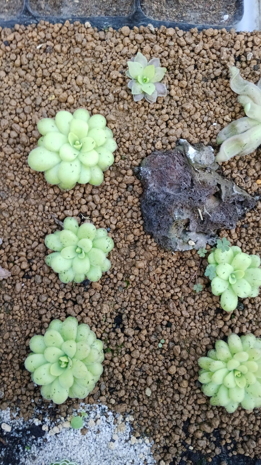 Succulents and Carnivorous Plants Mauritius
