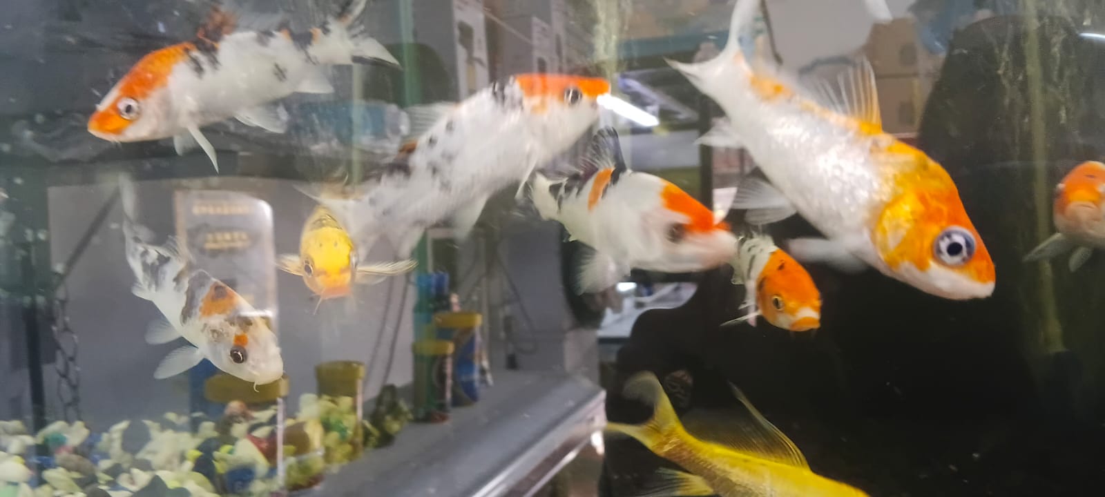 Tropical Fish and Aquatics Mauritius