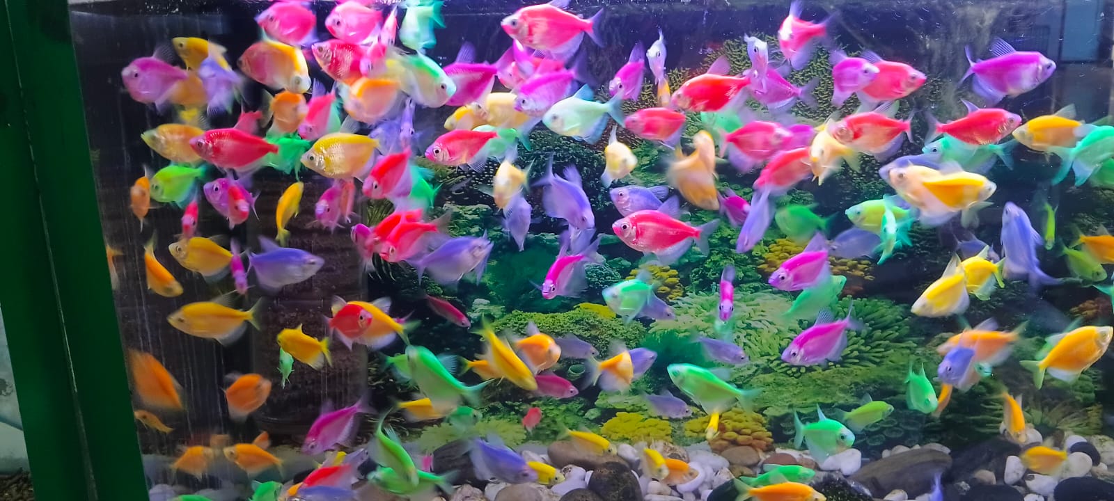 Tropical Fish and Aquatics Mauritius