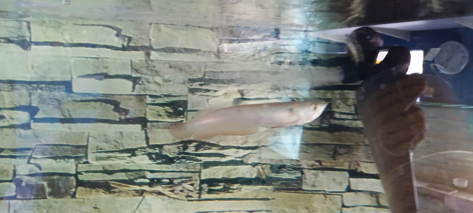 Tropical Fish and Aquatics Mauritius