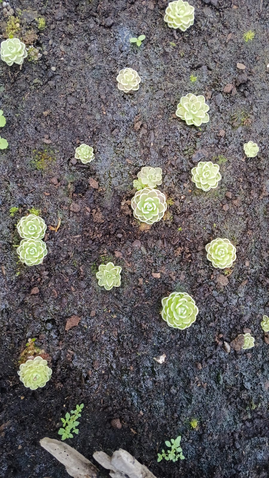 Succulents and Carnivorous Plants Mauritius