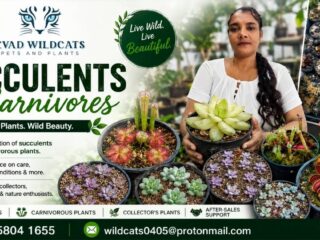 lisitng-selection-of-succulents-and-carnivorous-plants
